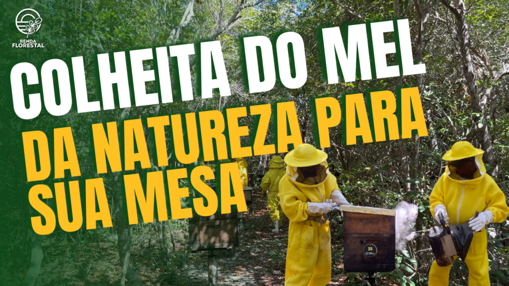 Colheita do Mel – Da Natureza para sua Mesa