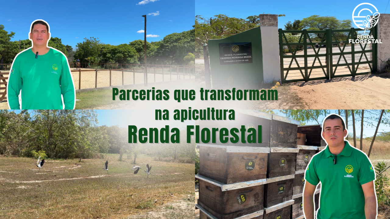 Renda Florestal: Parcerias que Transformam na Apicultura