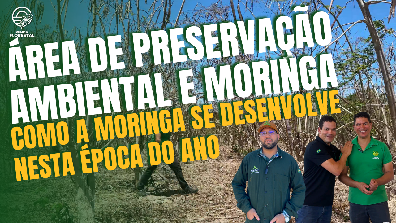 Área de Preservação Ambiental e Moringa – Como a moringa se desenvolve nesta época do ano